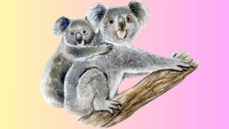 Koalas