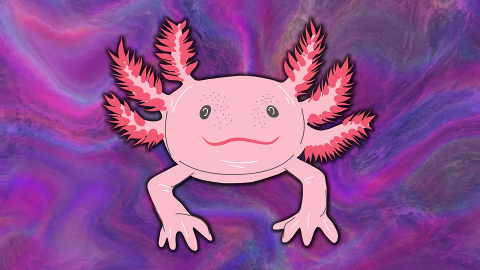 Axolotls